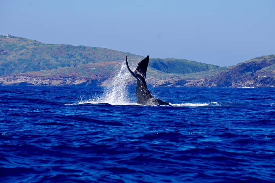 Oahu: Whale Watching Cruise Whales Guaranteed - How the guide turns spotting whales into something you can actually notice