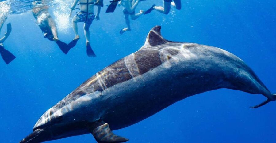Oahu: Wild Dolphins Swim Turtle Snorkel Tour & Waterslide - Key things I’d prioritize before you go