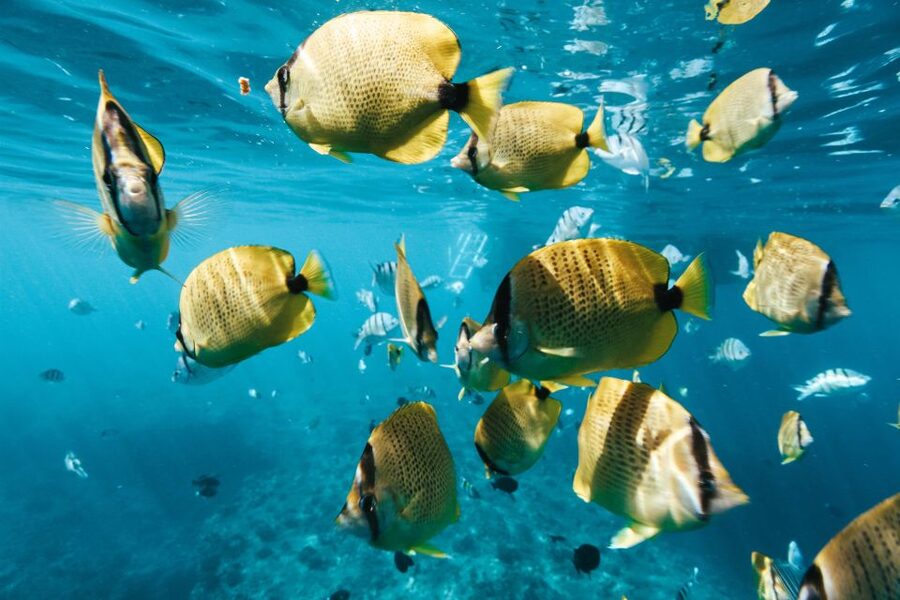 Oahu: Wild Dolphins Swim Turtle Snorkel Tour & Waterslide - Dolphins plus turtles plus a 21-ft slide, why this tour works