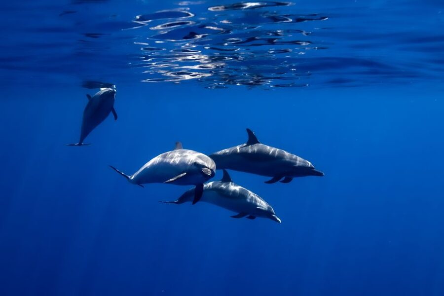 Oahu: Wild Dolphins Swim Turtle Snorkel Tour & Waterslide - Wild dolphin swimming: multiple jumps, but expect a fast pace