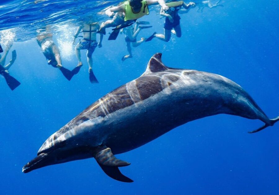 Oahu: Wild Dolphins Swim Turtle Snorkel Tour & Waterslide - Makaha snorkel beach for green sea turtles and reef fish