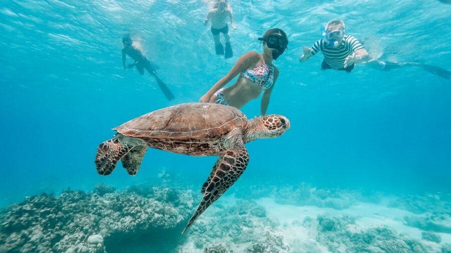 Oahu: Wild Dolphins Swim Turtle Snorkel Tour & Waterslide - 21-ft built-in waterslide, paddleboarding, kayak, and a floating mat