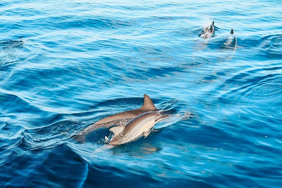 Oahu: Wild Dolphins Swim Turtle Snorkel Tour & Waterslide - Early pickup from Waikiki and Ko Olina, then you’re headed west
