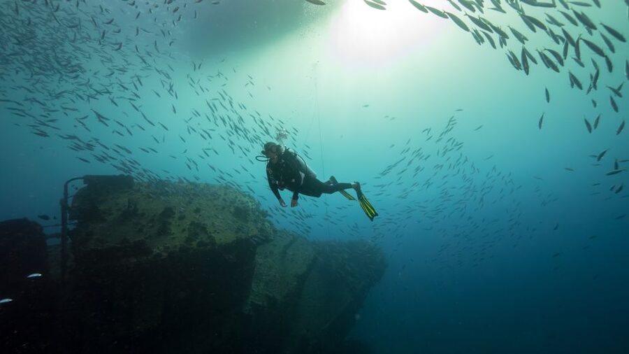 Oahu: Wreck & Reef Scuba Dive for Certified Divers - Honolulu Reef Time: The Chance for Octopus, Rays, and Dolphins