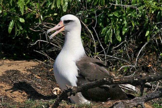 Off-Road Adventure Tour on Oahu's North Shore - Wildlife on the Move: Turtles, Monk Seals, and Birds