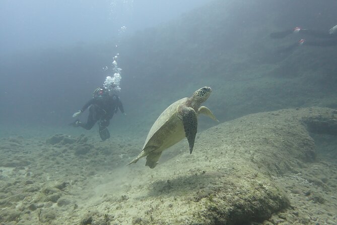 Open Water Scuba Certification - Day 1: Exam Review Plus Confined-Water Training From the Beach