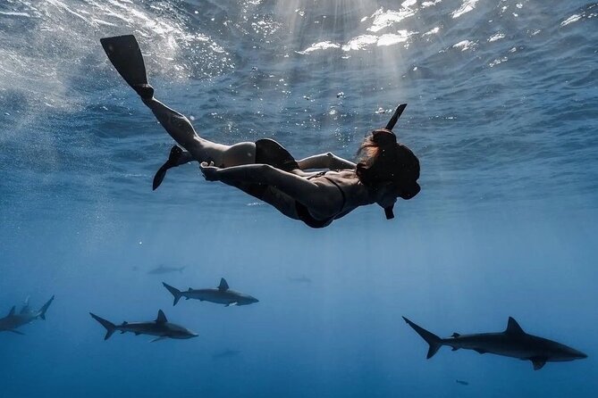 Open Water Shark Dive - Key things I’d bet on