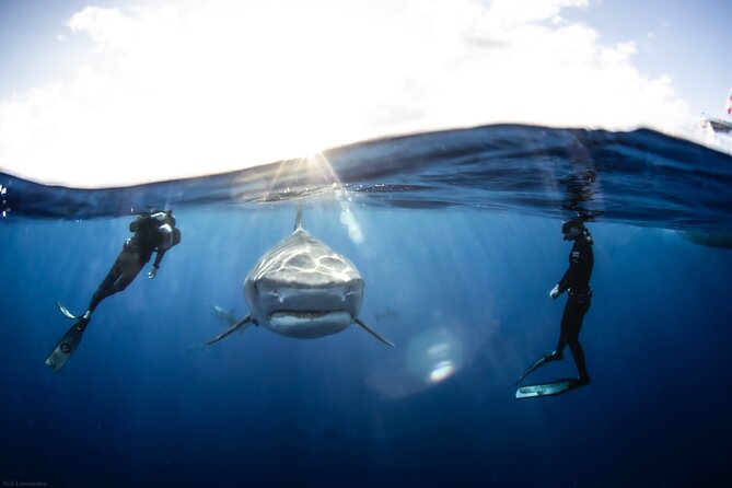 Open Water Shark Dive - Why this Haleiwa shark swim feels so different