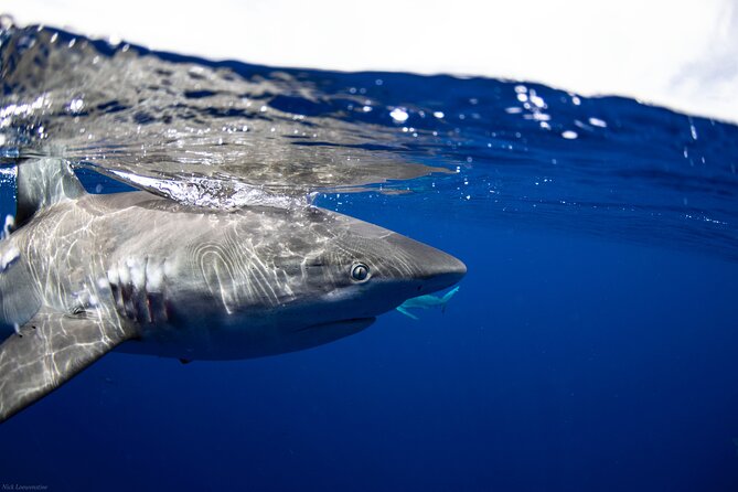 Open Water Shark Dive - What happens before you go in: briefing, gear, and guest rules
