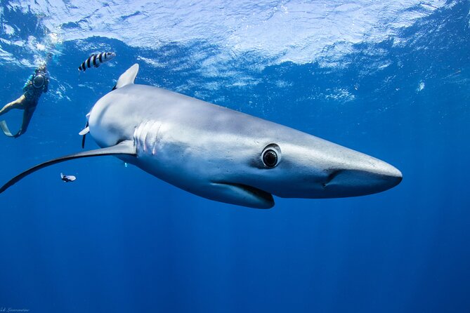 Open Water Shark Dive - Price and value on Oahu: what $161.57 really buys
