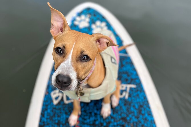 Paddle Board North Shore with Rescue Dogs - Meeting at Blue Planet Hale’iwa and Getting Set Up
