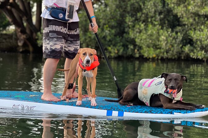 Paddle Board North Shore with Rescue Dogs - Passing Rainbow Bridge on the Route