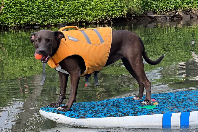 Paddle Board North Shore with Rescue Dogs - Photos and Videos During the Paddle, Shared the Way You Want