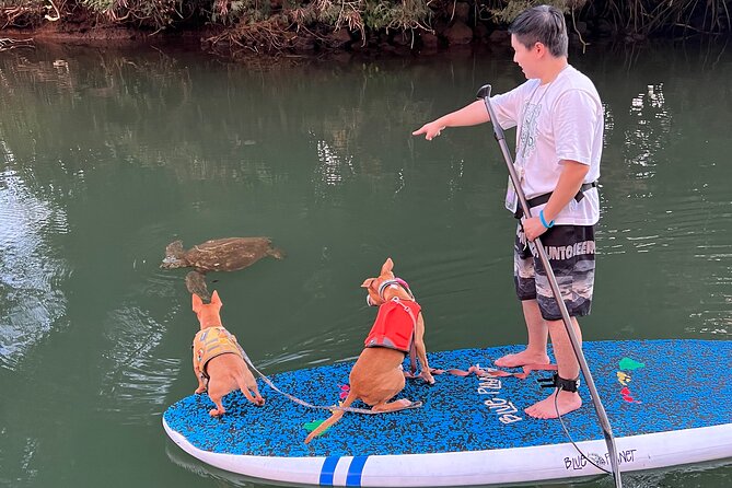 Paddle Board North Shore with Rescue Dogs - Price and Value: What $150 Gets You Here