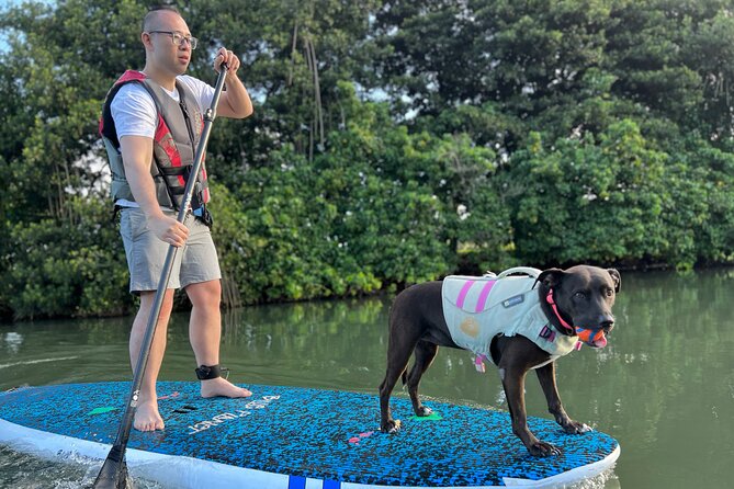Paddle Board North Shore with Rescue Dogs - The Quick SUP Training That Makes Beginners Feel Ready