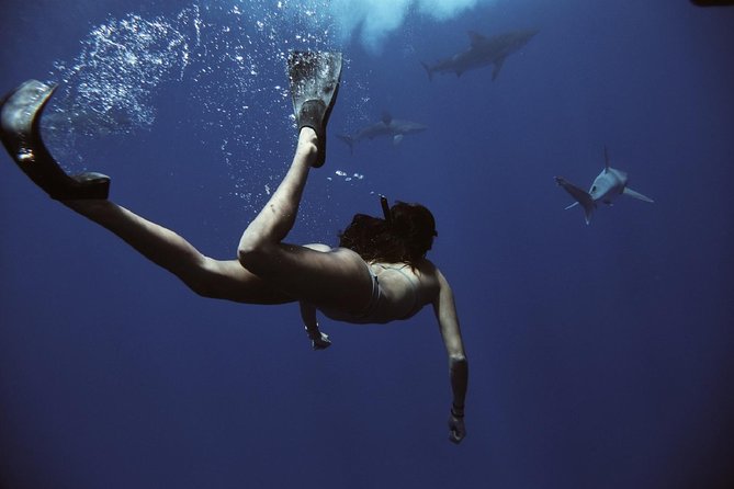Pelagic Shark Dive Tour - Finding The Right Spot at Island View Hawaii, Haleiwa