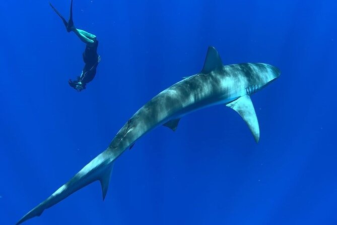 Pelagic Shark Dive Tour - How the Crew Makes the Water Time Work (and Stay Safe)