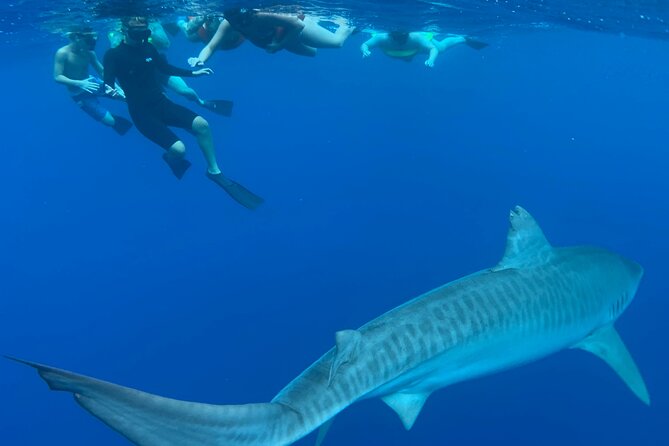 Pelagic Shark Dive Tour - Gear, Clothing, and Small Choices That Make Snorkeling Easier