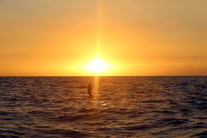 Premium Snorkel Sunset Cruise with Whale and Dolphin Watch - Dolphin watch with 91% odds: how to make the wildlife moment count