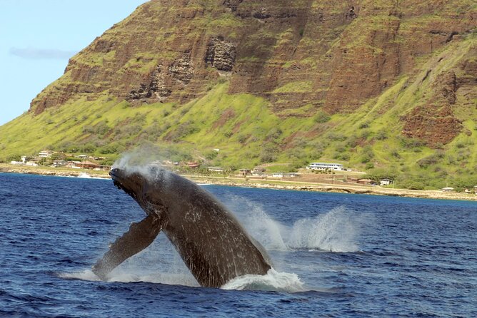 Private and Luxurious Sunset Cruise with Whale & Dolphin Watch - The Real Downsides to Plan For (So You Enjoy More)