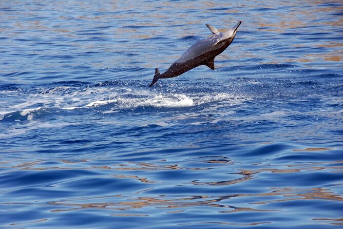 Private and Luxurious Sunset Cruise with Whale & Dolphin Watch - Price and Value: Private Charter, Full Meal, and No Guesswork
