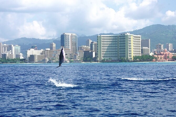 Private Boat Charter in Waikiki for Snorkeling and Events - Wildlife odds in Waikiki season, turtles and whales included