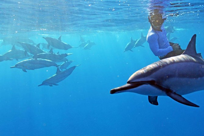 Private Dolphin Swim with Slide for up to 15 Passengers - Key points before you book