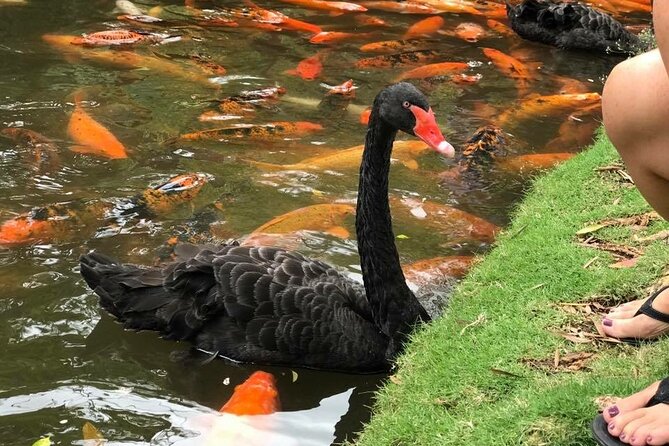Private luxury tour of Oahu island - Dole Plantation and Haleiwa Town Center: Pineapple Nostalgia Meets Real Small-Town Oahu