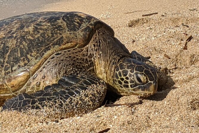 Private Oahu Circle Island Tour - Price and value: $212.68 per person for a private, timed day