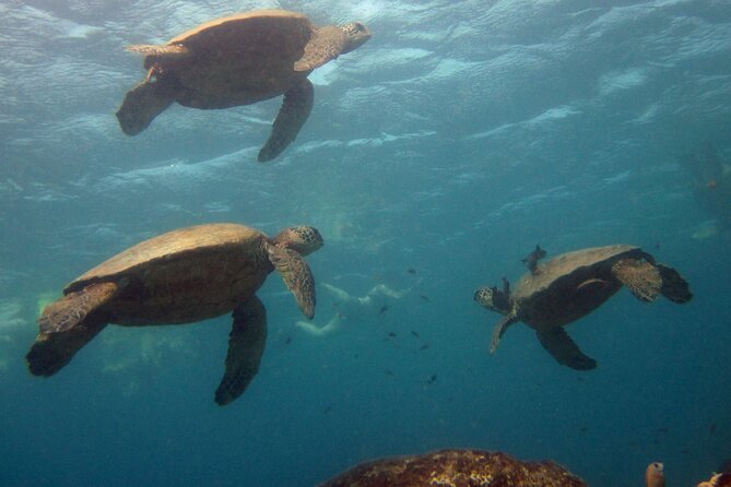 Private Sea’fari Expedition • 8 Guests Included (Expandable) - A West Oahu Sea’fari that mixes science, culture, and snorkels