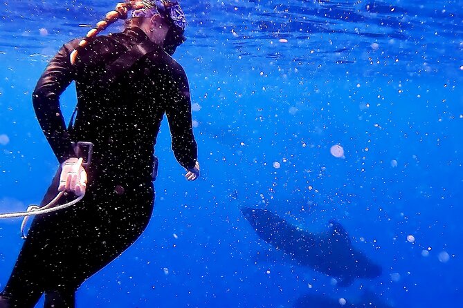 Private Sea’fari Expedition • 8 Guests Included (Expandable) - Kaena Point State Park: ocean scale and seabird energy