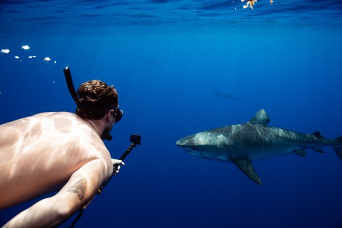 Private Shark Dive, Oahu, Hawaii (6 Guest) - Key things I’d pin on your planning checklist