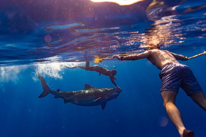 Private Shark Dive, Oahu, Hawaii (6 Guest) - Private setup on Oahu, up to 6 people at a time