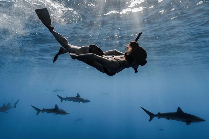 Private Shark Dive, Oahu, Hawaii (6 Guest) - What you’ll actually do during the 2-hour outing