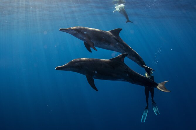 Private Shark Dive, Oahu, Hawaii (6 Guest) - Why the crew matters for shark safety and real viewing