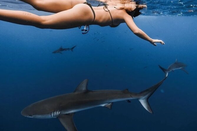 Private Shark Dive, Oahu, Hawaii (6 Guest) - Dolphins, whales, and sport fish: the bonus layer you can hope for