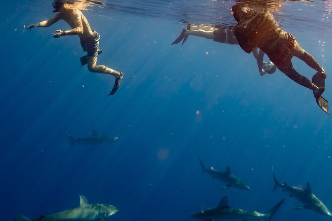 Private Shark Dive, Oahu, Hawaii (6 Guest) - Price and value: $753.99 per group for up to 6