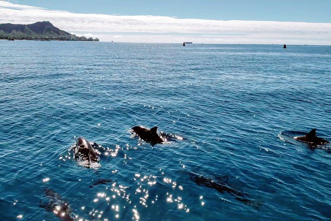 Private Snorkeling and Wildlife on The Adventure Boat - Family-friendly fit, including kids and special needs