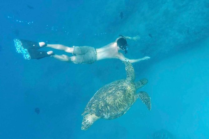 Private Snorkeling and Wildlife on The Adventure Boat - Wildlife spotting: what you might actually see