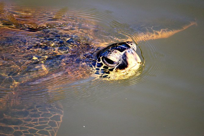 Private Stand up Paddle Lesson and Tour (for 1 or more paddlers) - Who this fits best, and what to consider before you book