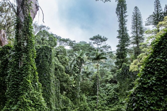 PRIVATE TOUR-Hike Diamond Head & Hawaiian Waterfall - Why this Manoa Falls plus Diamond Head day makes sense
