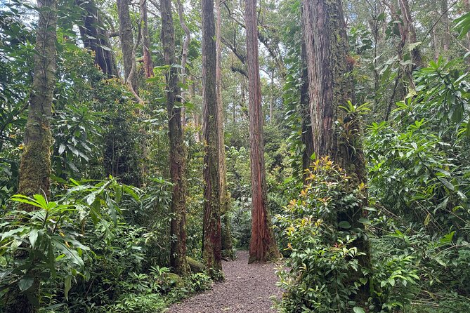 PRIVATE TOUR-Hike Diamond Head & Hawaiian Waterfall - Timing, logistics, and what to expect from a 6-hour morning