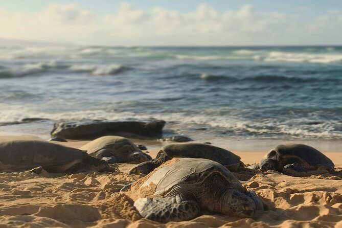 PRIVATE TOUR-Ultimate North Shore Experience - Price and Value, What $805 Buys on This Private Tour