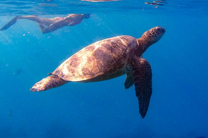 Private Turtle Snorkel & Cruise Waikiki - Private Waikiki Snorkel: Small Boat, Big Wildlife Odds