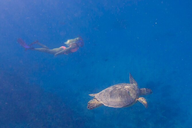 Private Turtle Snorkel & Cruise Waikiki - Turtle Canyon and Honu Etiquette: Seeing Sea Turtles the Right Way