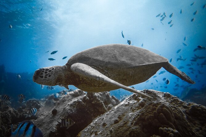 Private Waikiki Boat Charter – Create Your Own Ocean Experience - Snorkeling equipment plus support, not a full-day commitment