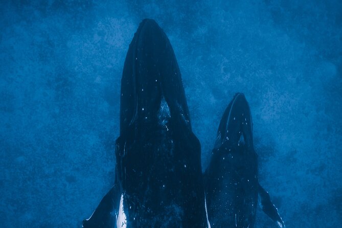 Private Whale Watching Activity: 6 passengers max - Photos and videos included, and why that changes the viewing game