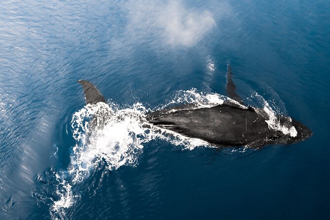 Private Whale Watching Activity: 6 passengers max - Waikiki and humpback season education: the context you’ll remember