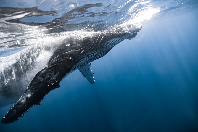 Private Whale Watching Activity: 6 passengers max - Who should book this whale watching tour