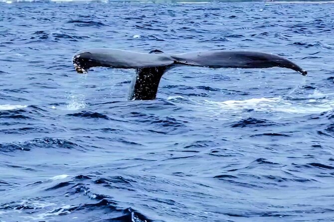 Private Whale Watching Adventure - Boarding in Waikiki: Ala Wai to open ocean in about 2 hours